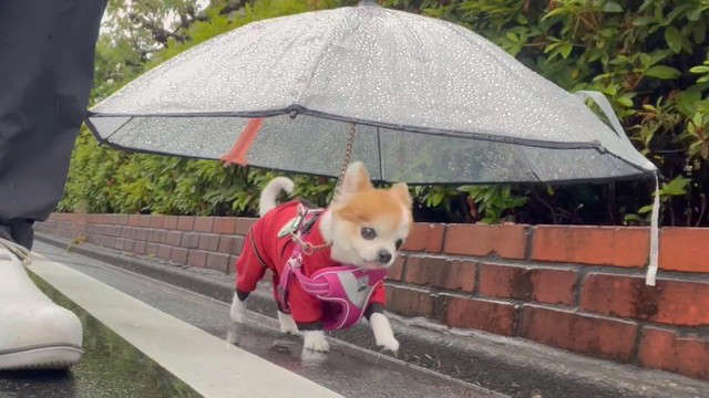 わんこの傘.jpg