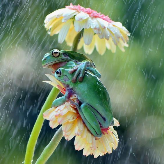 カエルの雨宿り.jpg