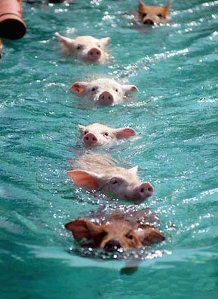 カリブ海の豚.jpg