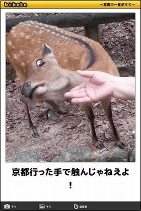 奈良公園の鹿の主張.jpg